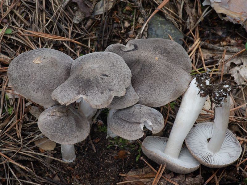 Tricholoma terreum